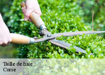 Taille de haie Corse