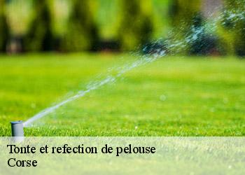 Tonte et refection de pelouse Corse 