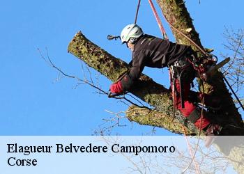 Elagueur  belvedere-campomoro-20110 Corse