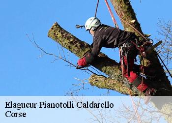 Elagueur  pianotolli-caldarello-20131 Corse
