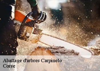 Abattage d'arbres  carpineto-20229 Corse