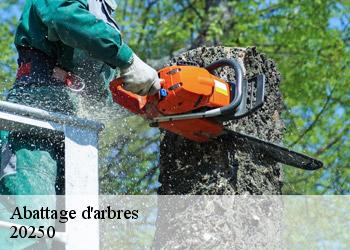 Abattage d'arbres 20250