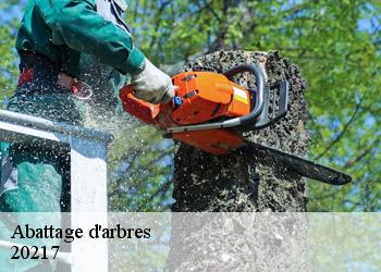 Abattage d'arbres 20217