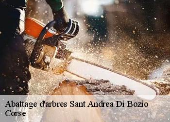 Abattage d'arbres  sant-andrea-di-bozio-20212 Corse