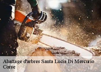Abattage d'arbres  santa-lucia-di-mercurio-20250 Corse