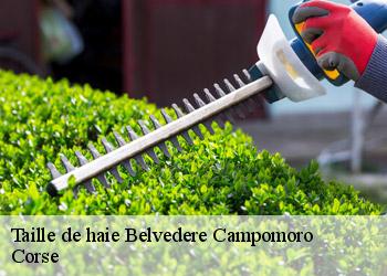 Taille de haie  belvedere-campomoro-20110 Corse