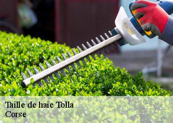Taille de haie tolla-20117 Corse