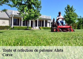 Tonte et refection de pelouse  alata-20167 Corse