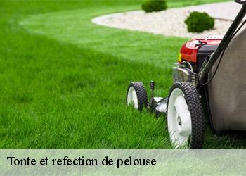 Tonte et refection de pelouse