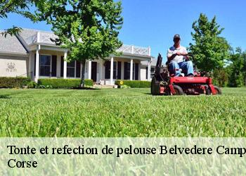 Tonte et refection de pelouse  belvedere-campomoro-20110 Corse