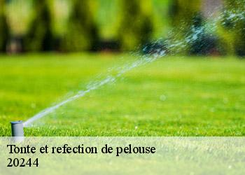 Tonte et refection de pelouse 20244