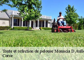 Tonte et refection de pelouse  monacia-d-aullene-20171 Corse