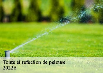 Tonte et refection de pelouse 20226