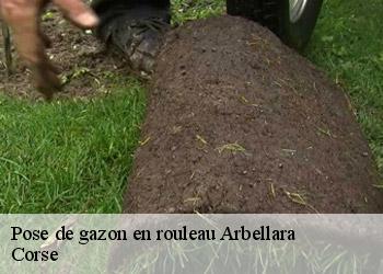 Pose de gazon en rouleau  arbellara-20110 Corse