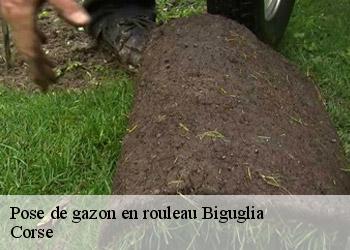 Pose de gazon en rouleau biguglia-20620 Corse