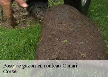 Pose de gazon en rouleau  canari-20217 Corse