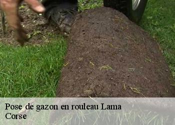 Pose de gazon en rouleau lama-20218 Corse