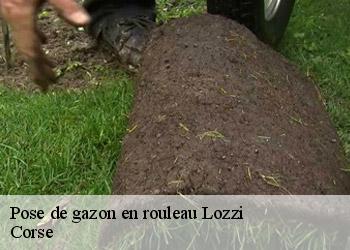 Pose de gazon en rouleau lozzi-20224 Corse