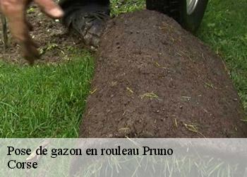Pose de gazon en rouleau  pruno-20264 Corse