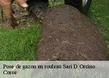 Pose de gazon en rouleau  sari-d-orcino-20151 Corse