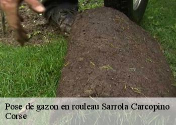 Pose de gazon en rouleau  sarrola-carcopino-20167 Corse