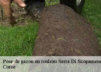 Pose de gazon en rouleau  serra-di-scopamene-20127 Corse