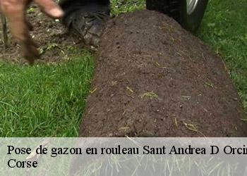 Pose de gazon en rouleau  sant-andrea-d-orcino-20151 Corse