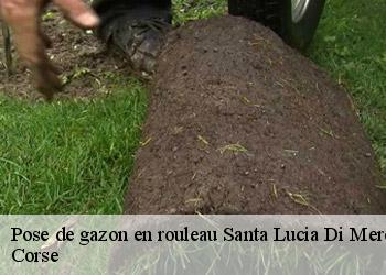 Pose de gazon en rouleau  santa-lucia-di-mercurio-20250 Corse