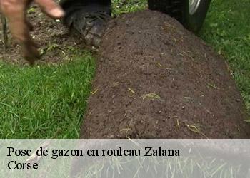 Pose de gazon en rouleau  zalana-20272 Corse