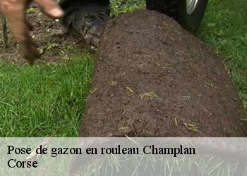 Pose de gazon en rouleau  champlan-20264 Corse
