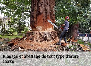 Elagage et abattage de tout type d'arbre Corse 