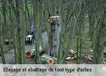 Elagage et abattage de tout type d'arbre