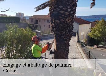 Elagage et abattage de palmier Corse 