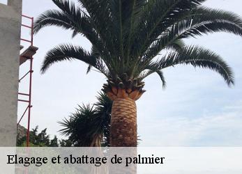 Elagage et abattage de palmier