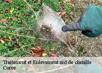 Traitement et Enlevement nid de chenille Corse 