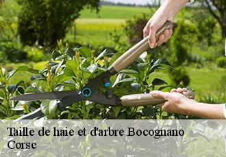 Taille de haie et d'arbre bocognano-20136 Corse
