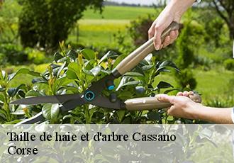 Taille de haie et d'arbre cassano-20214 Corse