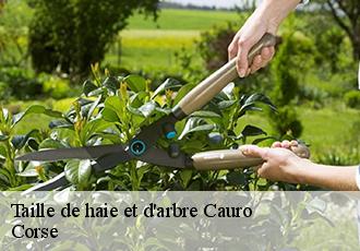 Taille de haie et d'arbre cauro-20117 Corse