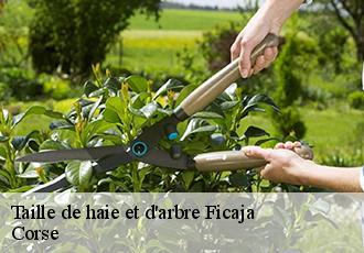 Taille de haie et d'arbre ficaja-20237 Corse