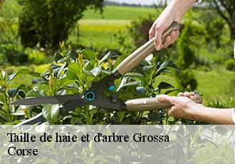 Taille de haie et d'arbre  grossa-20100 Corse