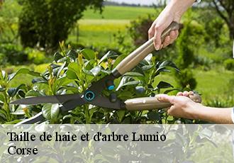 Taille de haie et d'arbre  lumio-20260 Corse