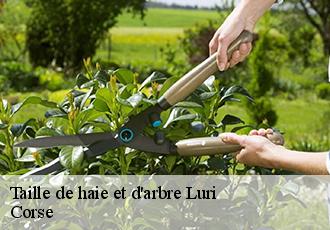 Taille de haie et d'arbre luri-20228 Corse