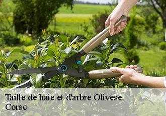 Taille de haie et d'arbre olivese-20140 Corse