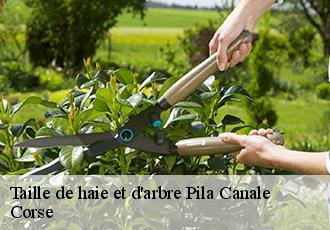 Taille de haie et d'arbre pila-canale-20123 Corse
