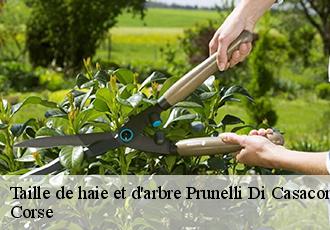 Taille de haie et d'arbre prunelli-di-casaconi-20290 Corse
