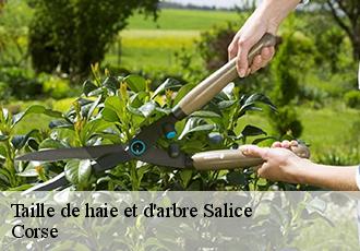 Taille de haie et d'arbre salice-20121 Corse