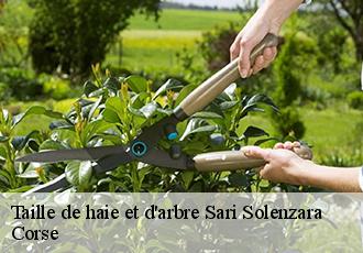 Taille de haie et d'arbre sari-solenzara-20145 Corse