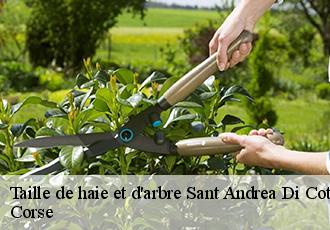 Taille de haie et d'arbre sant-andrea-di-cotone-20221 Corse
