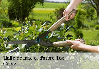Taille de haie et d'arbre tox-20270 Corse