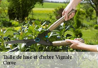Taille de haie et d'arbre vignale-20290 Corse